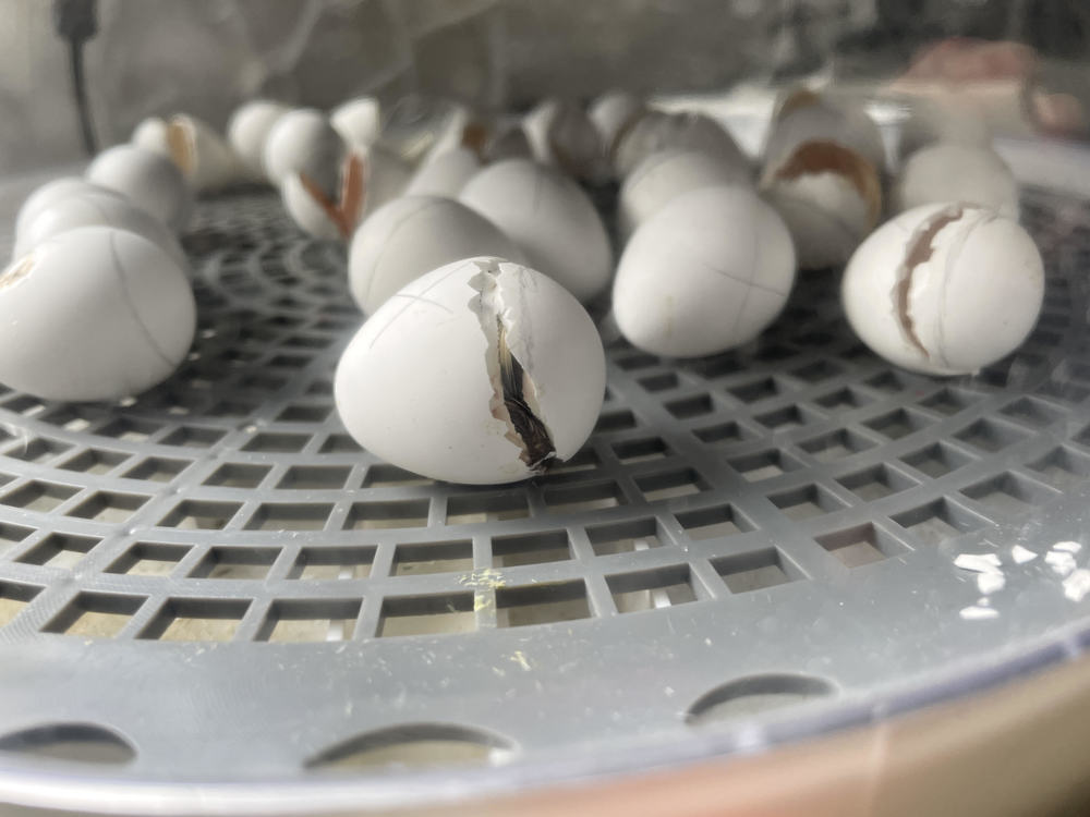 Eggs hatching